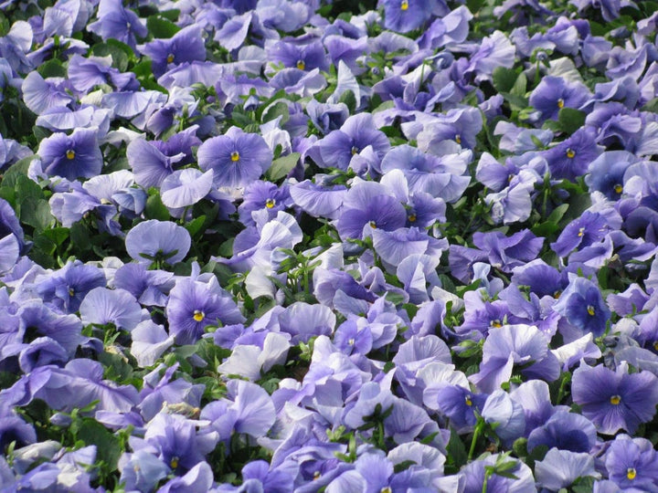 Pansy Blue Seeds for Planting – Organic Heirloom Non-GMO Flower Seeds