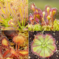 Heirloom Non-GMO Mixed Sundew Plant Seeds for Garden Growing â€“ Carnivorous Insect-Trapping Variety