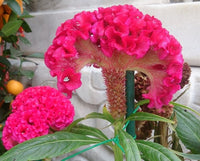 Dark Pink Celosia Seeds for Planting - NON GMO Seeds