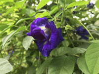 Clitoria Flower Seeds for Planting 100 pcs seeds for planting in home garden