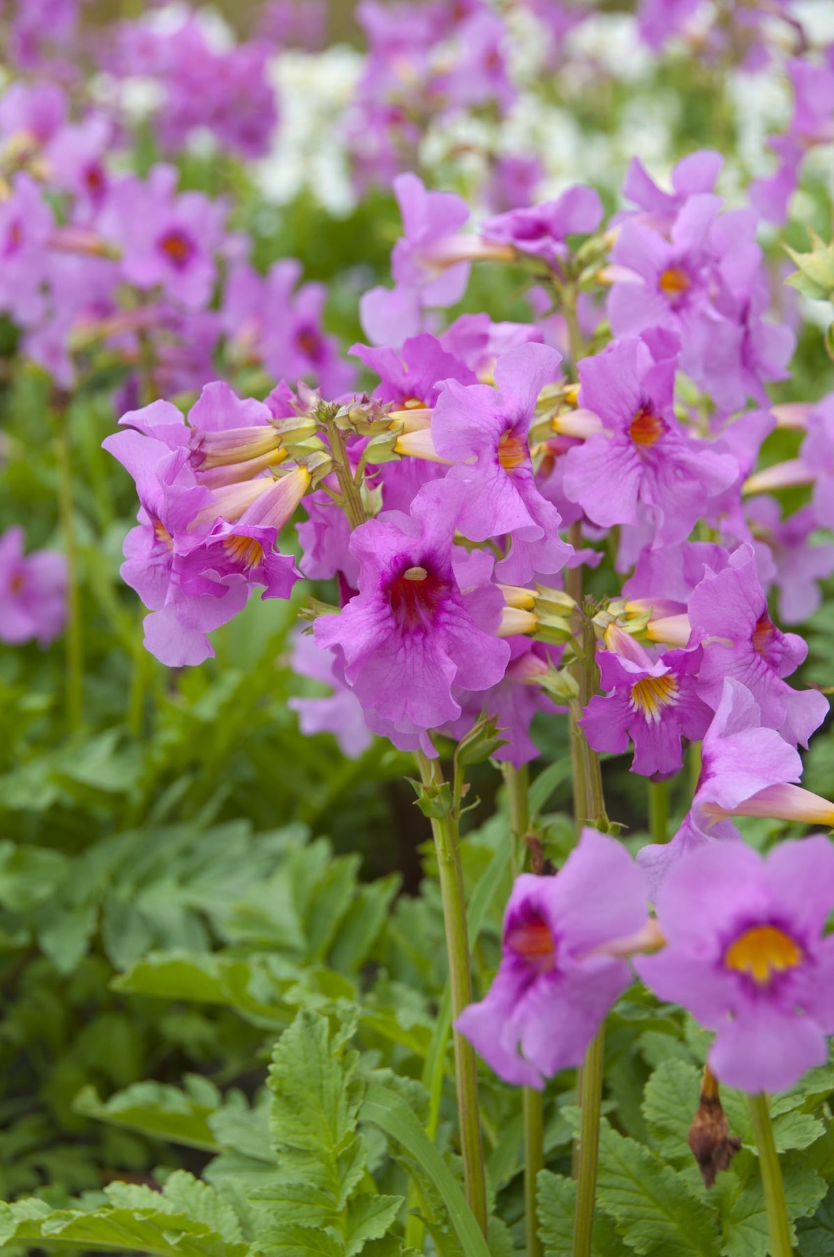 Incarvillea Delavayi Plant Seeds for Planting - 100 pcs seeds for planting in home garden
