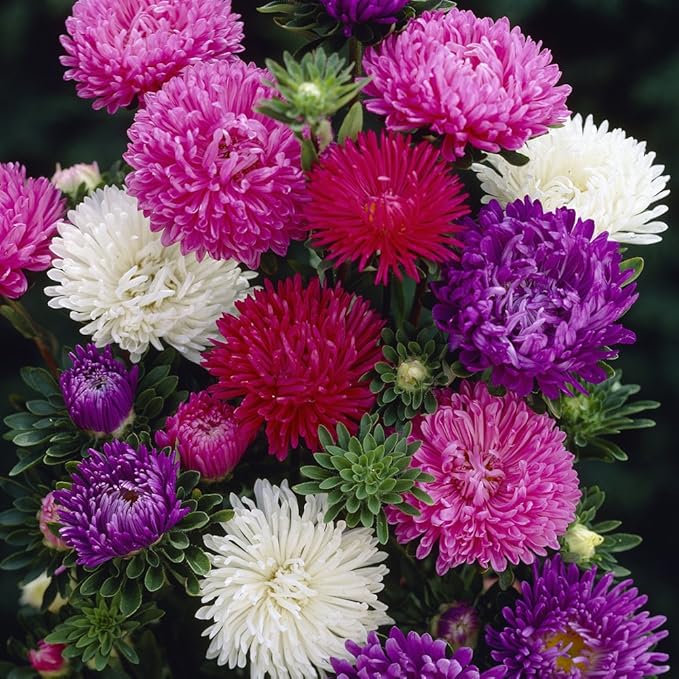 Mixed Asters Heirloom Non-GMO Seeds for Fall Planting
