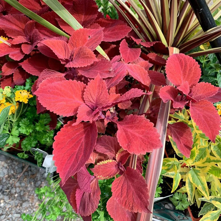Pink Coleus Plant Seeds for Planting - Heirloom and Non-GMO Garden Seeds