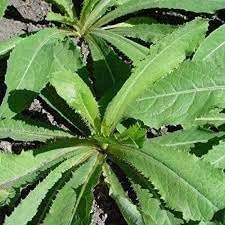 Wild Lettuce Plant Seeds for Planting,- NON GMO Seeds