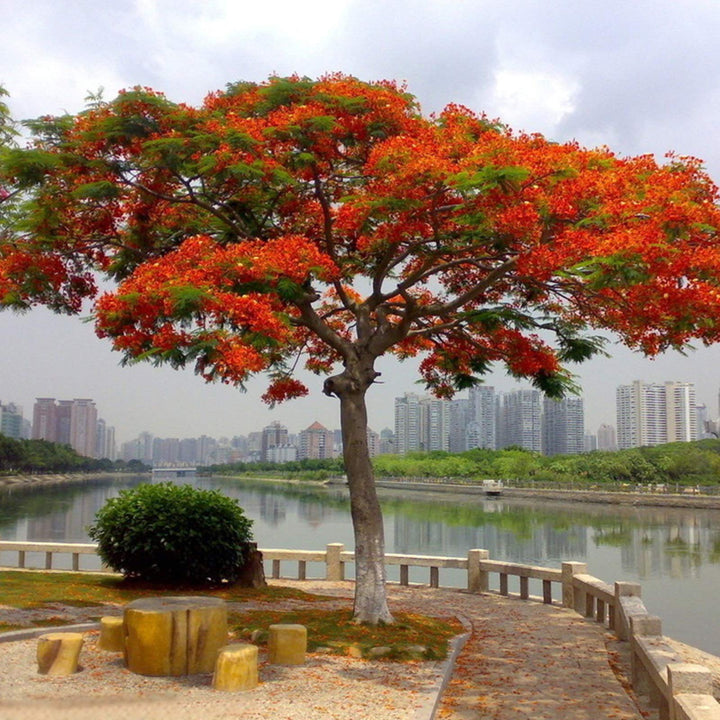 Brachychiton Acerifolius Flower Seeds for Planting, Heirloom, Non-GMO Flower Seeds