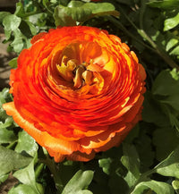 Yellow Red Ranunculus Flower Seeds – Heirloom Non-GMO Double Blooms for Garden Planting