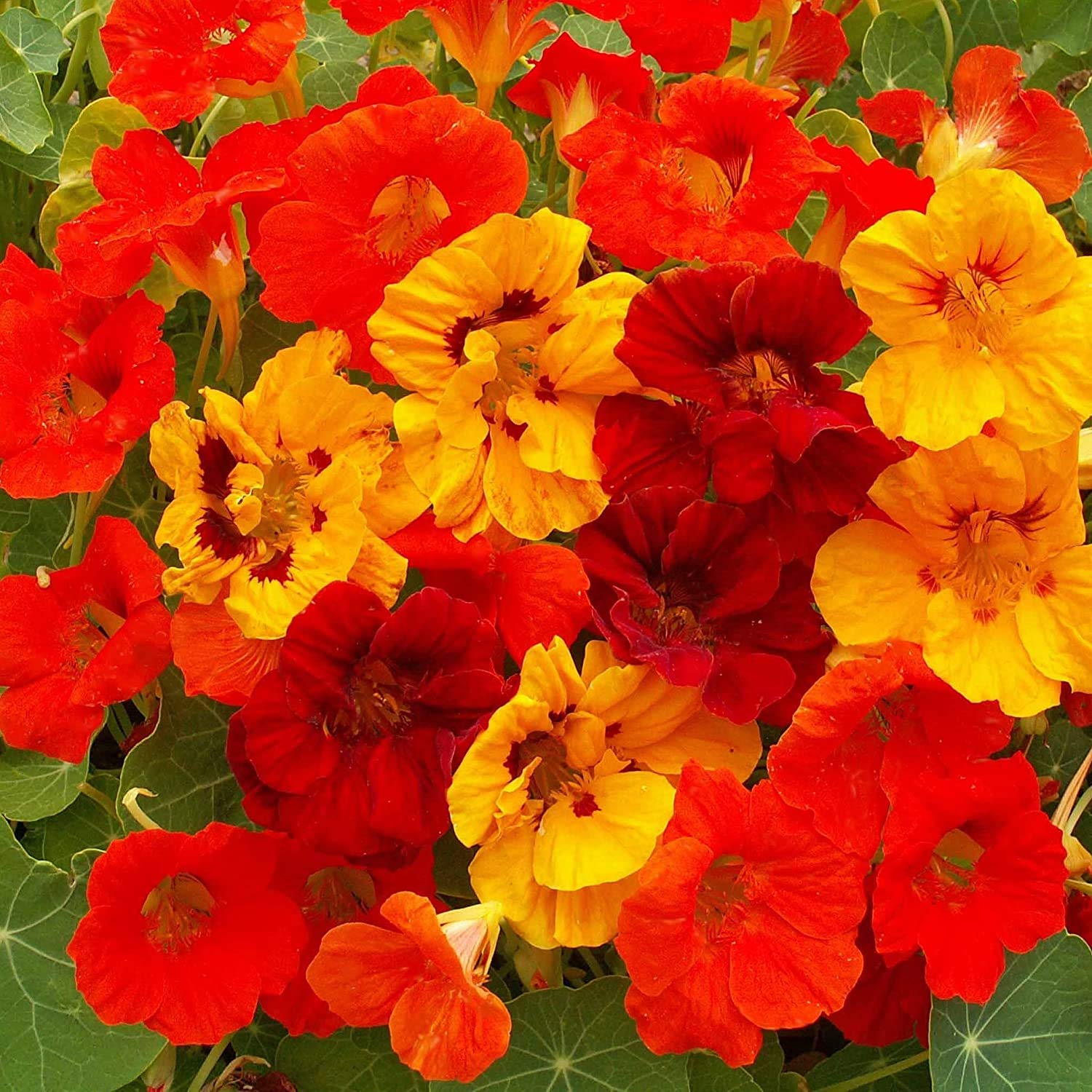 Heirloom Nasturtium Flower Seeds for Planting ƒ?? Non-GMO, Fresh Edible Garden Blooms for planting in your garden.