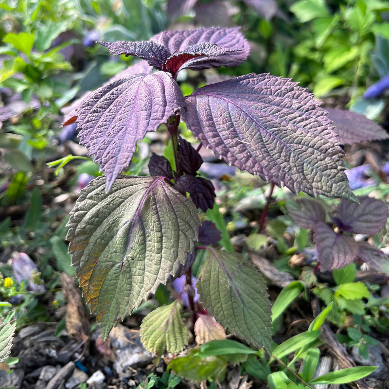 Purple Perilla Mint Herbal Seeds for Planting heirloom & Non-GMO Seeds