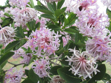Dais Cotinifolia Flower Seeds for Planting, Heirloom, Non-GMO for planting in home garden