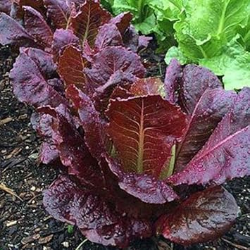 Purple Lettuce Vegetable Seeds for Planting heirloom & Non-GMO Seeds