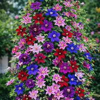 Mixed Colors Clematis Flower Vines Perennial Climbing Flower Seeds for Planting