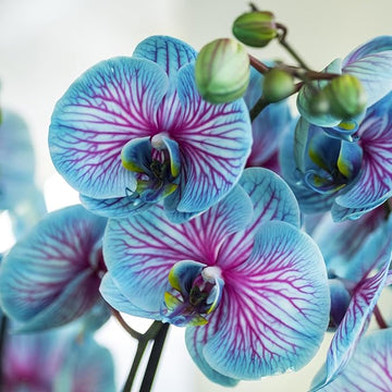 Blue (Blue scientific name) for planting in garden