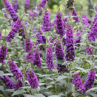 Heirloom Knight Butterfly Bush Flower Seeds for Planting, Non-GMO - Knight for planting in home garden