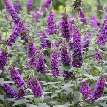 Heirloom Knight Butterfly Bush Flower Seeds for Planting, Non-GMO - Knight for planting in home garden