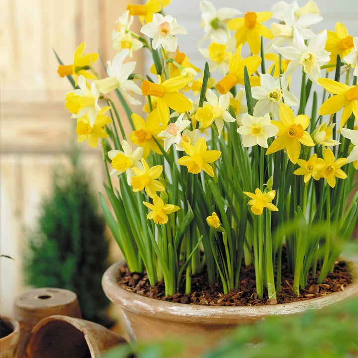 Jonquil Flower Seeds for Planting, 100 pcs