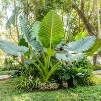Elephant Ear plants with large decorative leaves