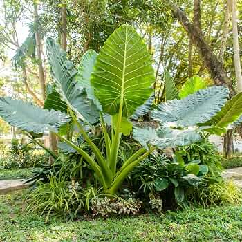 Elephant Ear plant with large green leaves growing in a garden bed.