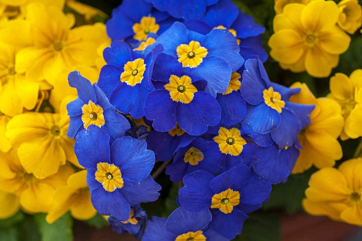 Heirloom Non-GMO Primula Malacoides Flower Seeds for Planting – Blue and Yellow Charming Blooms