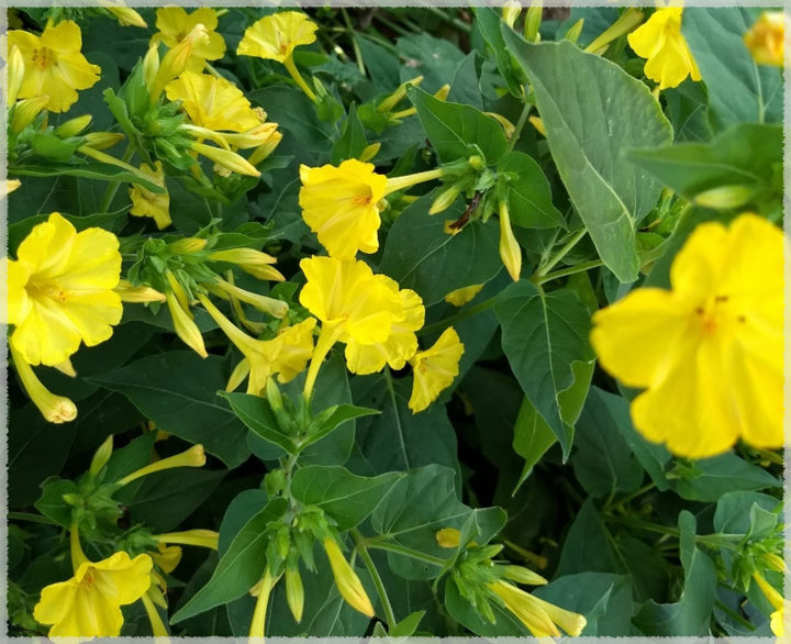 Yellow Marquezii Plant Seeds for Planting - 100 pcs