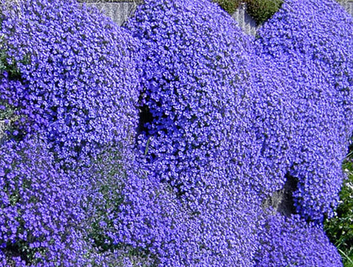 Aubrieta Plant Seeds Blue for Planting – Heirloom, Non-GMO, Organic