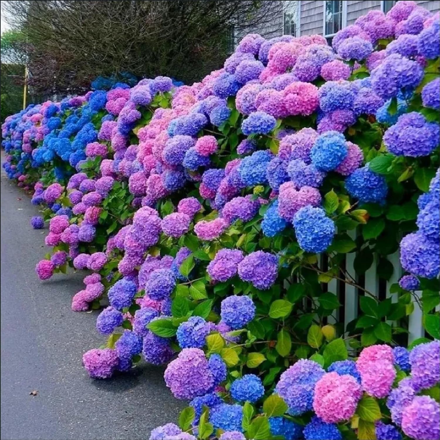 Blue,Pink,Purple Hydrangea Flower Seeds for Planting, NON GMO Seeds for planting in home garden