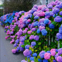 Blue,Pink,Purple Hydrangea Flower Seeds for Planting, NON GMO Seeds for planting in home garden