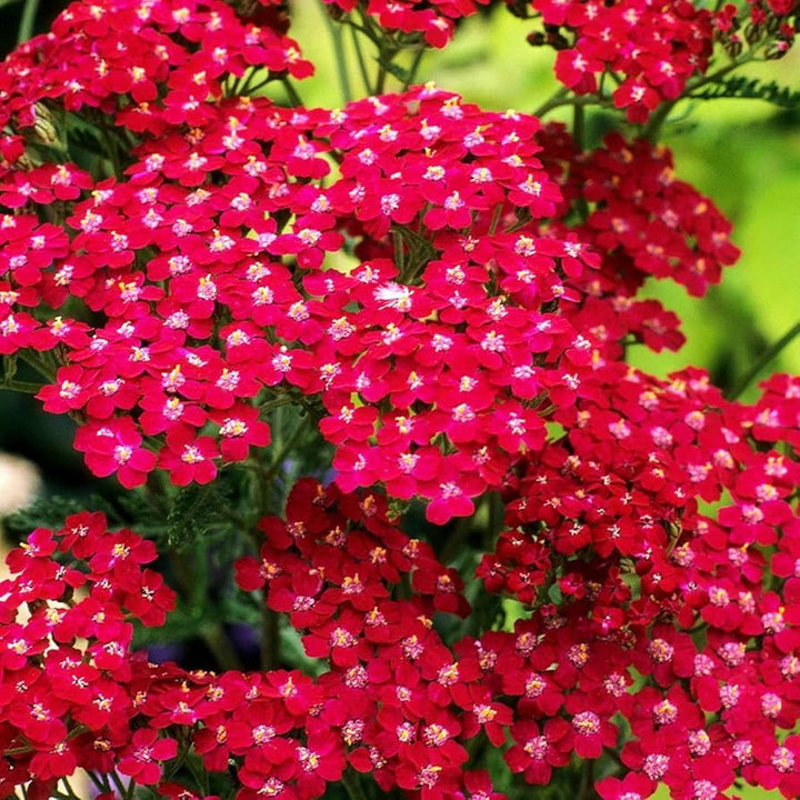 Heirloom Red Yarrow Flower Seeds for Planting, Non-GMO