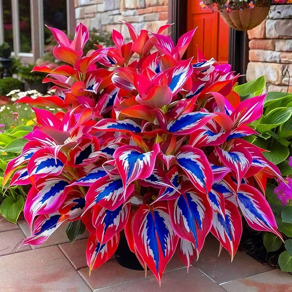 Heart Hosta plant with lush heart-shaped green leaves in a shaded garden

