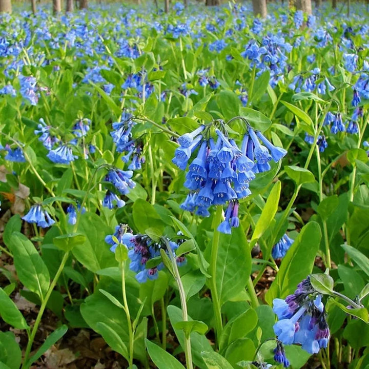 Mertensia Flower Seeds for Planting - NON GMO Seeds