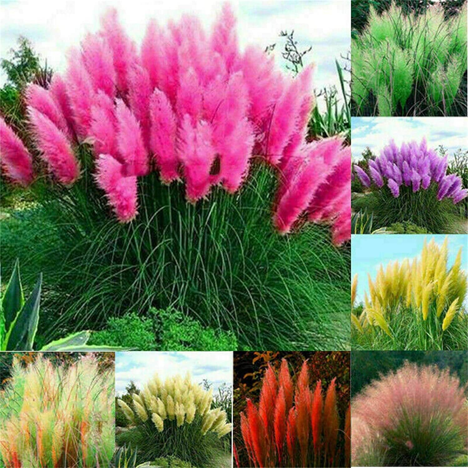 Mixed Color Pampas Grass Seed