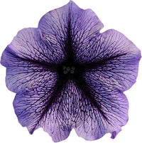 Futaba Petunia Kabloom Calibrachoa Seeds - Tinted Purple for Planting - Heirloom, NON-GMO Seeds