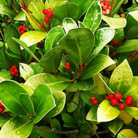 Red Gaultheria Flower Seeds for Planting, 100 pcs