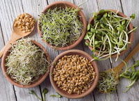 Organic Birdseed Mix for Outdoor Bird Feeders, Garden Feeding Stations & Backyard Birds