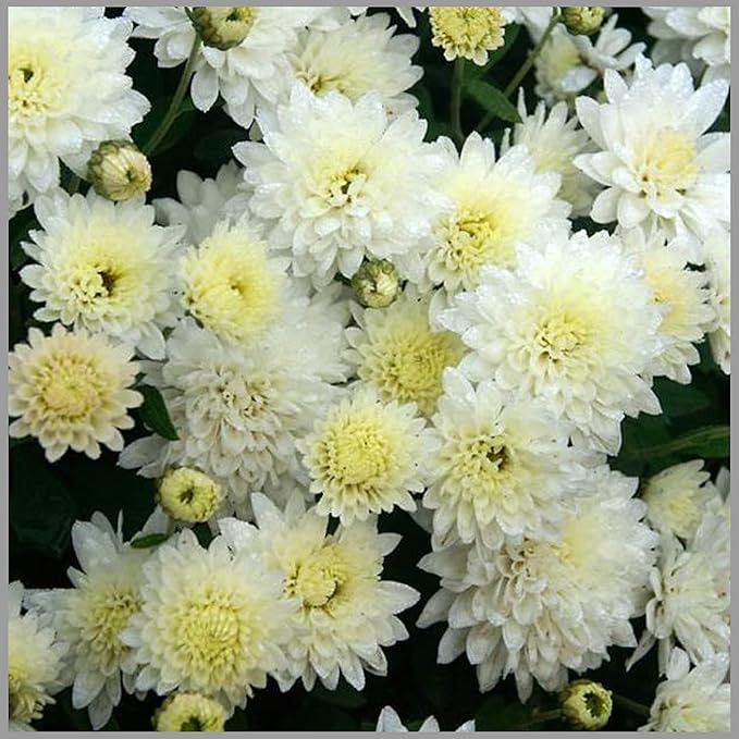 Heirloom Non-GMO Chrysanthemum Perennial Flower Seeds – Vibrant Fall Blooms