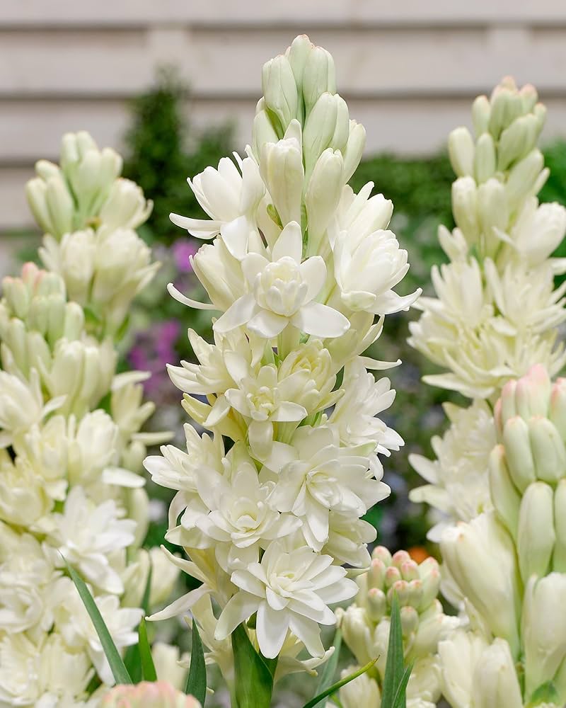 Freshly cut tuberose flowers arranged in a decorative bouquet
