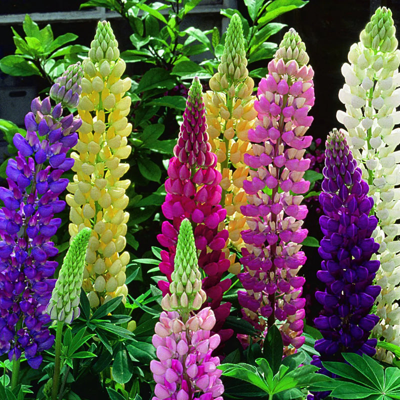 Lupine Flower Seeds Heirloom Non GMO Planting - 100 pcs