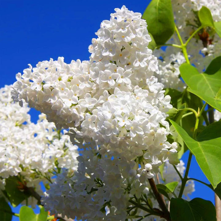 White Japanese Lilac Seeds for Planting â€“ Non-GMO Heirloom Garden Seeds