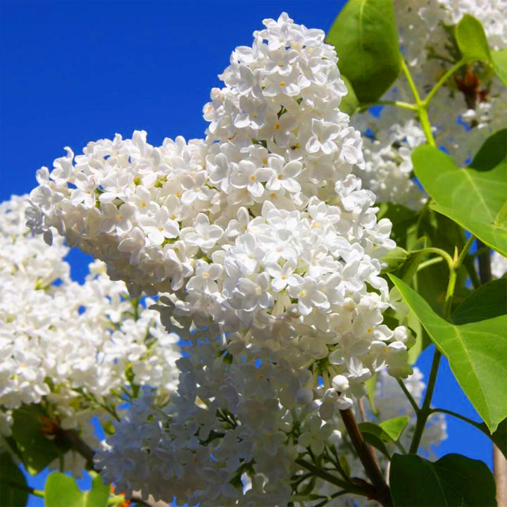 Heirloom Non-GMO Osmanthus Flower Seeds for Fragrant Garden Planting