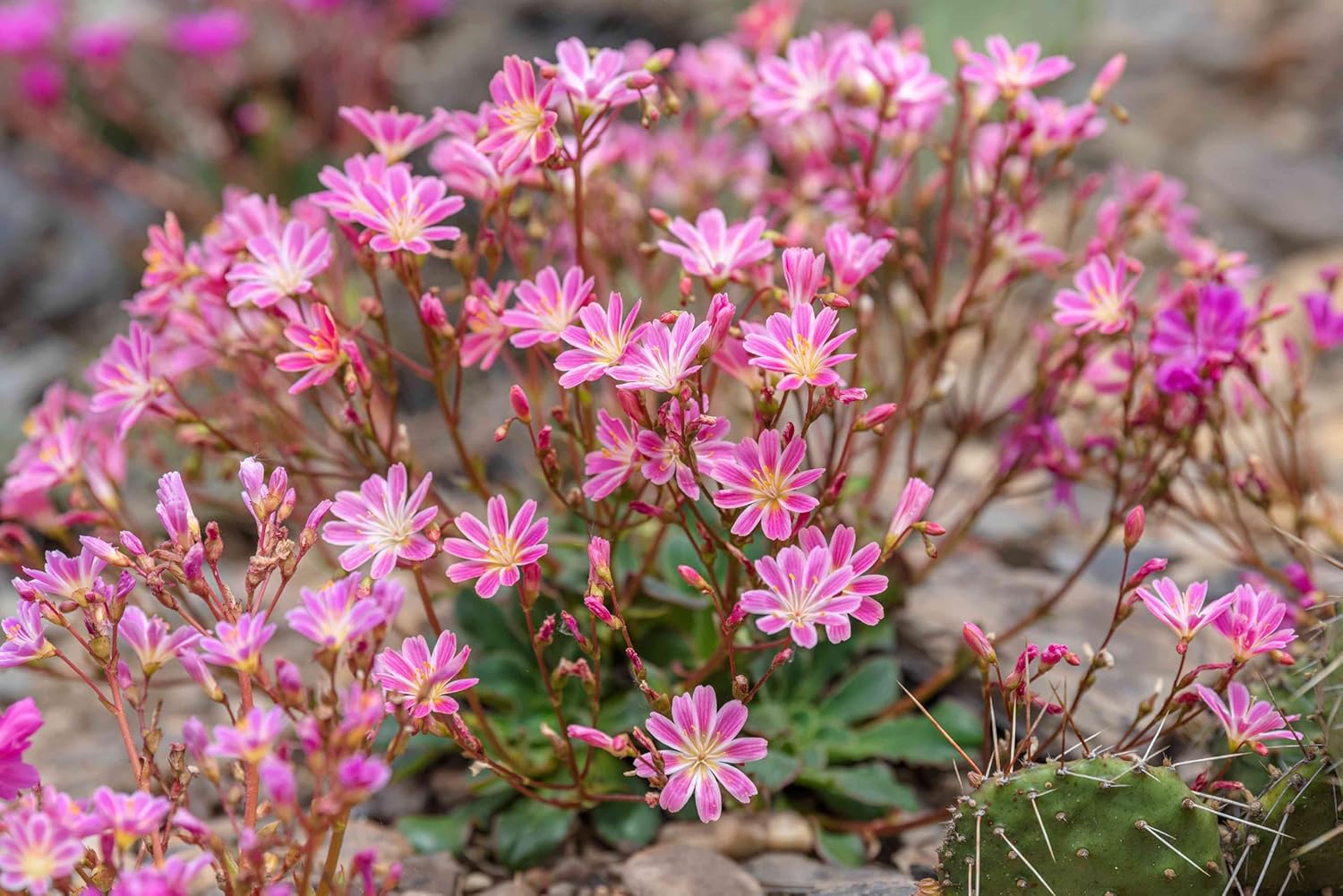 Heirloom Lewisia Flower Seeds, Non-GMO Colorful Rock Garden Blooms for Drought-Tolerant Planting