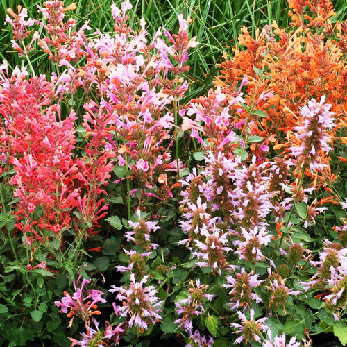 Agastache Fragrant Flower Seed Heirloom Non GMO Planting - 100 pcs