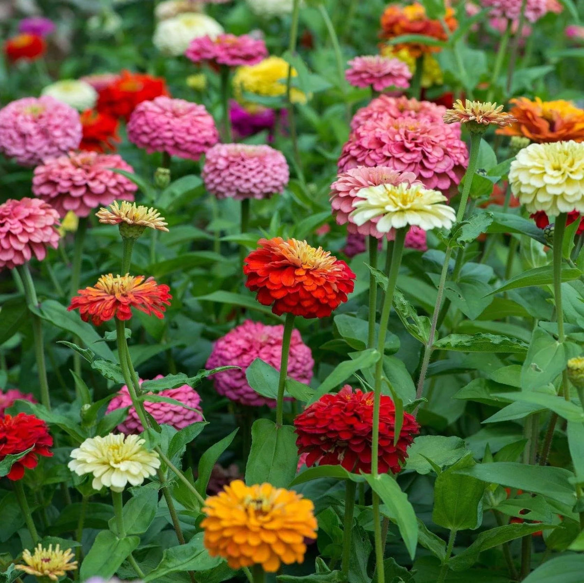 Elegans Peppermint Flower Seeds Heirloom Non GMO Planting - 100 pcs