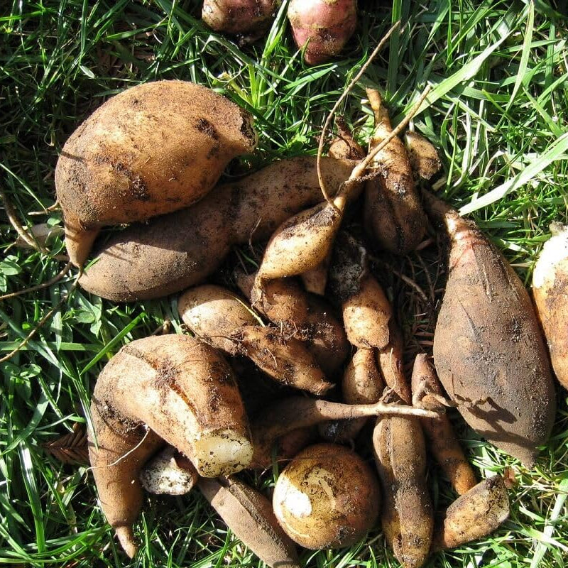 Yacon Vegetable Seeds for Planting heirloom & Non-GMO Seeds