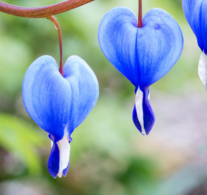 Heirloom Non-GMO Blue Bleeding Heart Flower Seeds for Unique Garden Borders and Romantic Planting