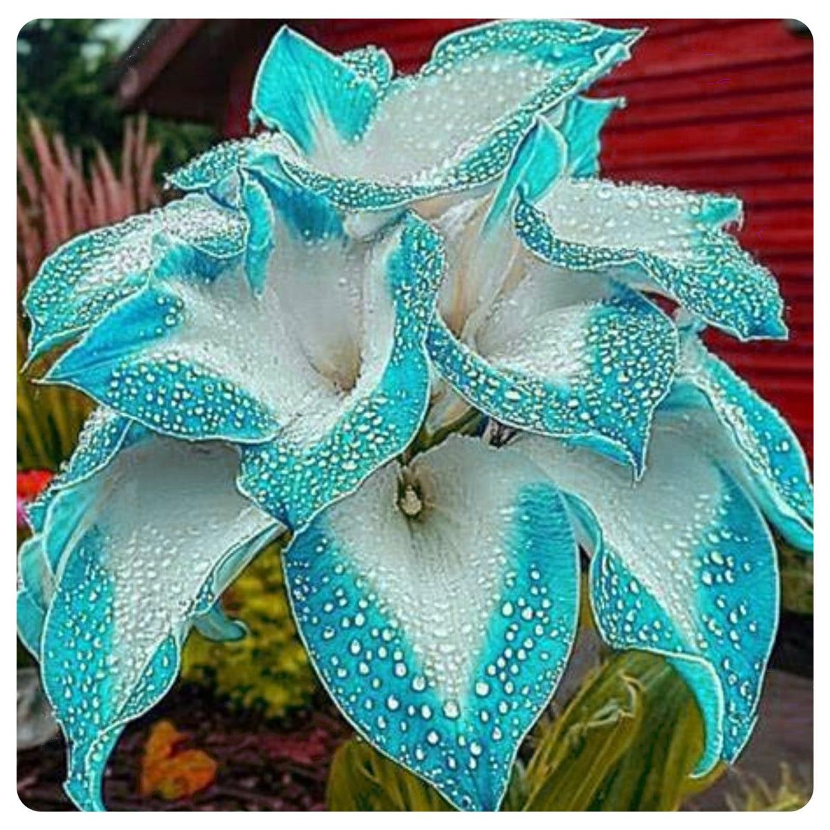 Hosta mix growing in a shaded outdoor garden