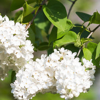 White Japanese Lilac Seeds for Planting â€“ Non-GMO Heirloom Garden Seeds