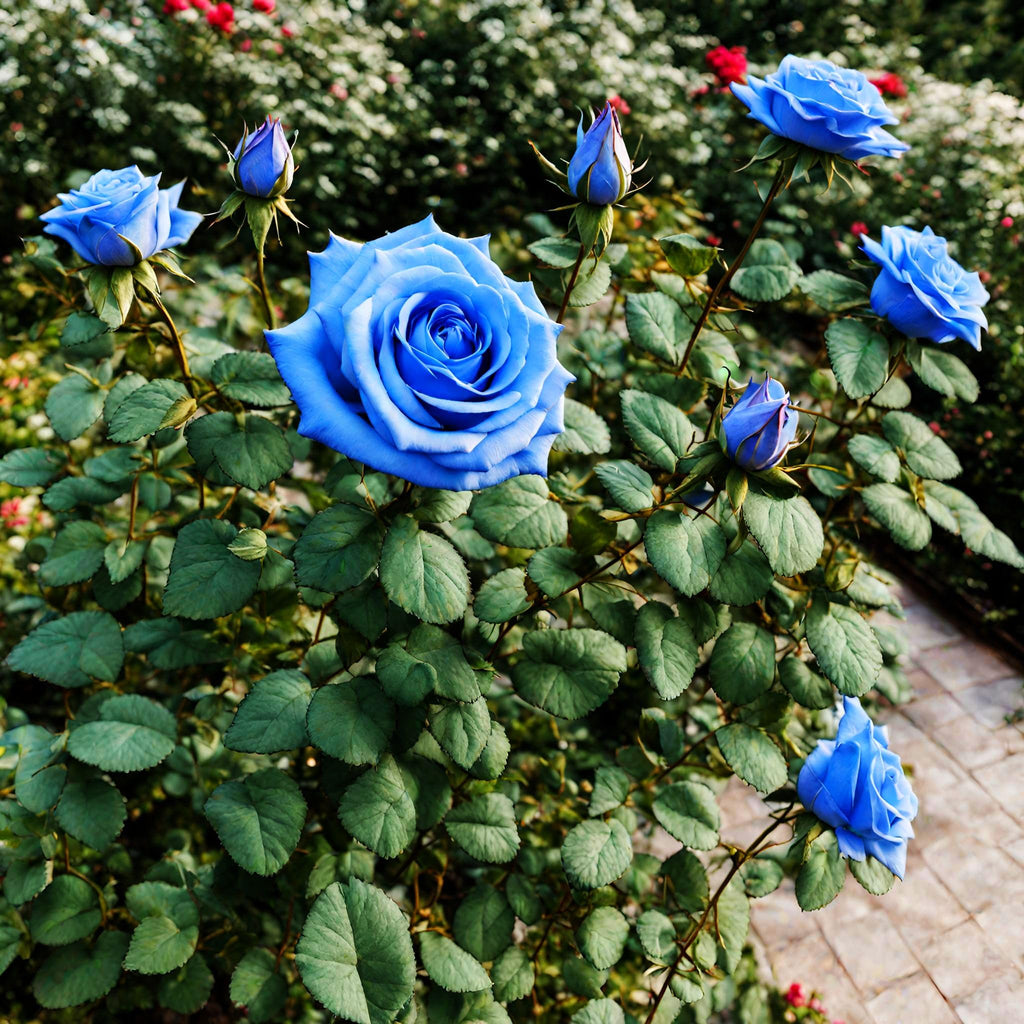Climbing Rose Flower Seeds for Planting, Heirloom, Non-GMO