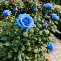 Climbing Rose Flower Seeds for Planting, Heirloom, Non-GMO