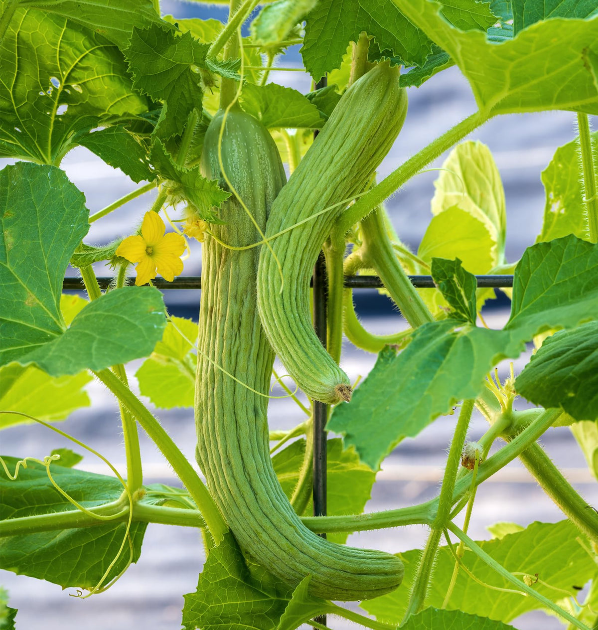Open-pollinated Armenian cucumber vegetable seeds growing on a garden trellis.