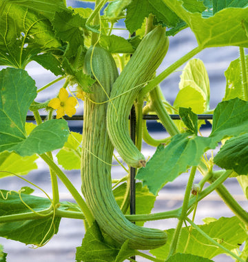 Open-pollinated Armenian cucumber vegetable seeds growing on a garden trellis.