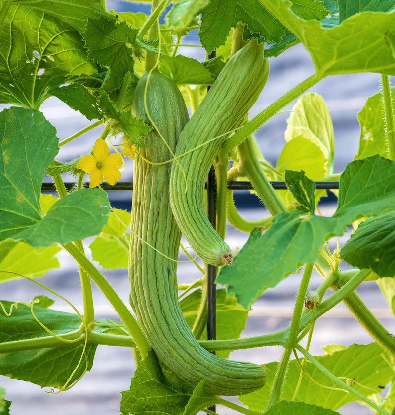 Open-pollinated Armenian cucumber vegetable seeds growing on a garden trellis.